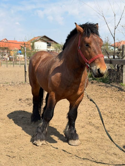 Armăsar ardenez de montă