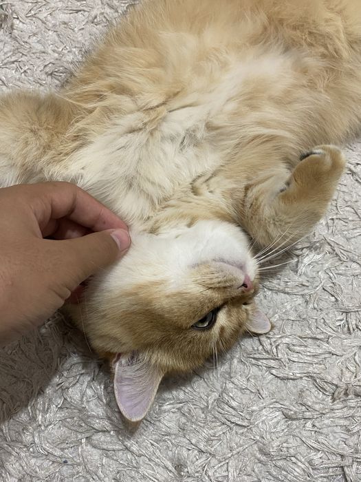 British Shorthair Golden Chinchilla