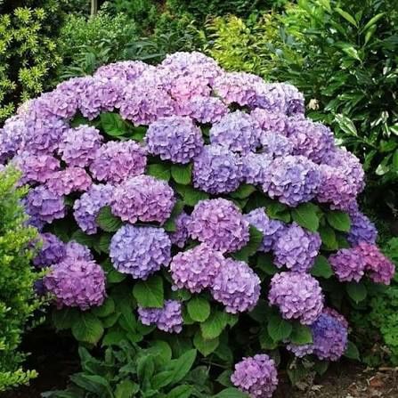 Vand hortensia la ghiveci  și lilieci la ghiveci