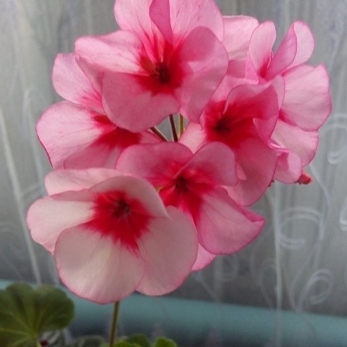 Продам комнат. Цветы