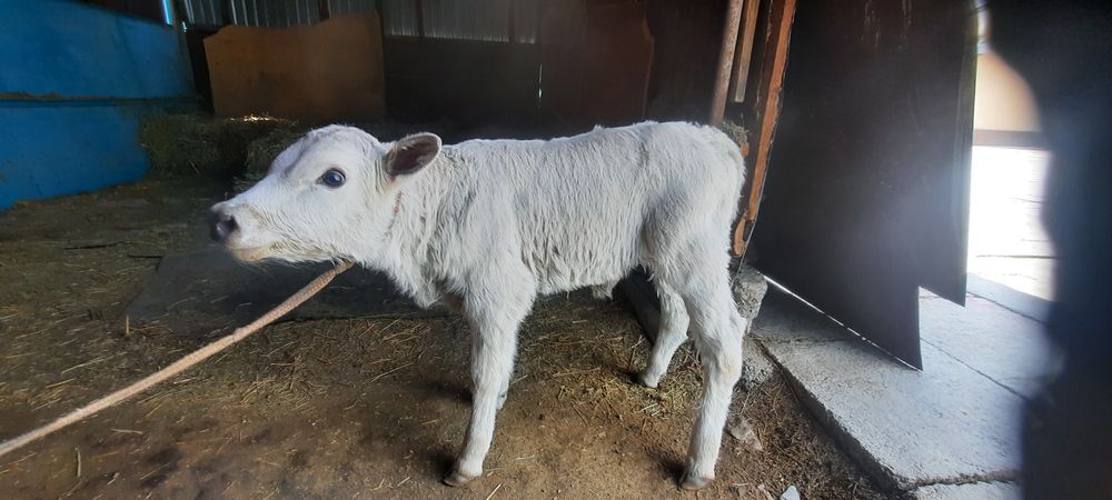 Продаю телёнка хорошей породы