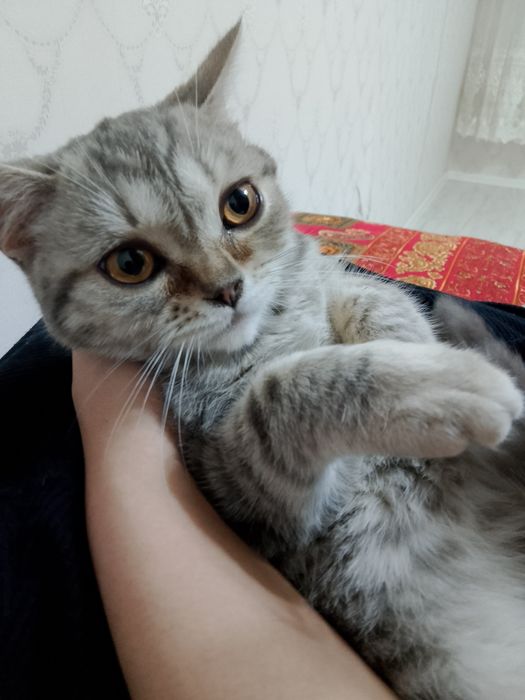 Кошка шотландский