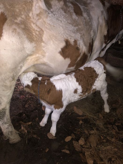 Vițea de vânzare .