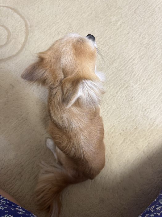 Вязка чихуахуа