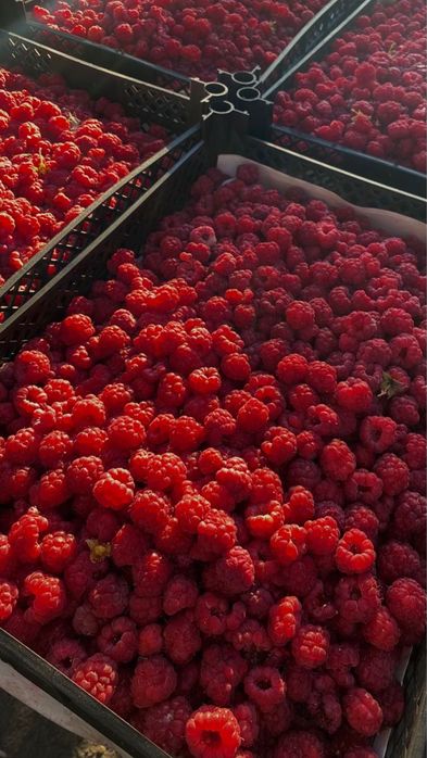 Продажа свежей малины