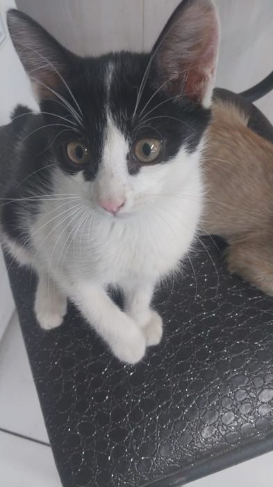 Котик ищет любящие руки!