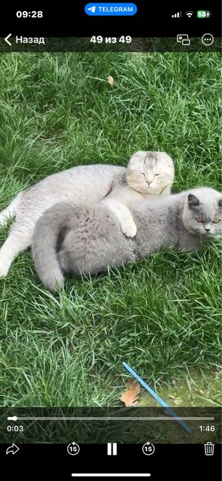 Mushiklar onasi британский  otasi шотландский