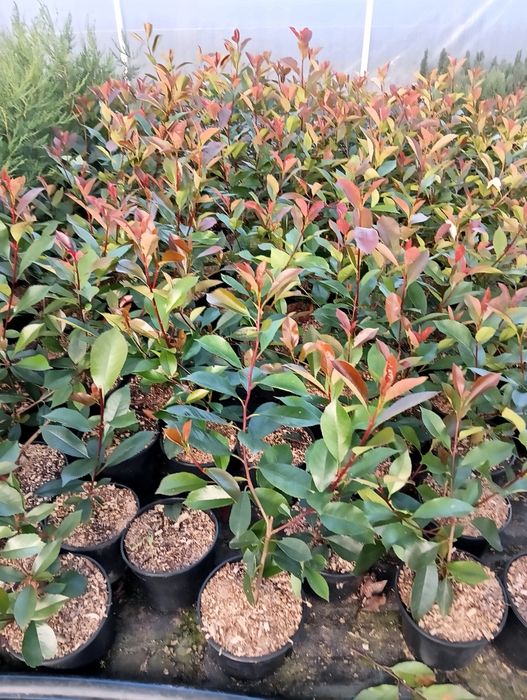 Photinia Red Robin, gard viu