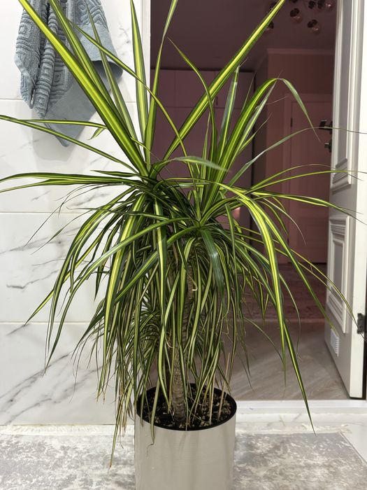 Солнечная Драцена sun ray