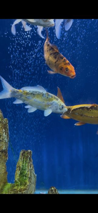 Карп кой рыбы для пруда и аквариума