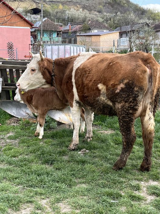 Vaca cu vitel de vanzare