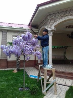 Газон ва поливное система