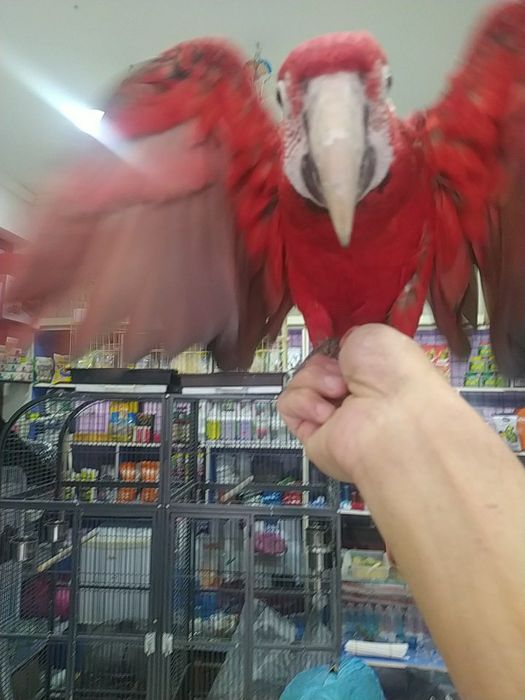 Kakadu .Ara.Jaku.Blagarodini.Aratinka Aleksandir