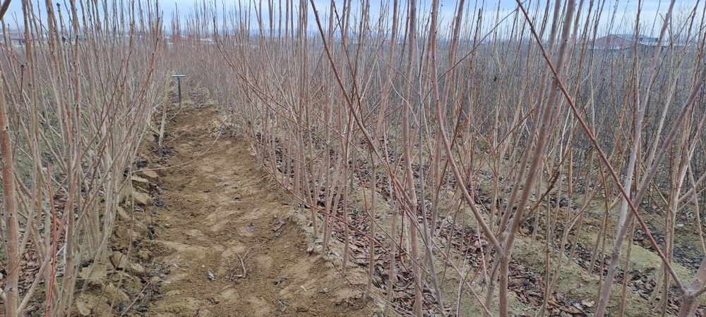 Сертификат берамиз кучатларга