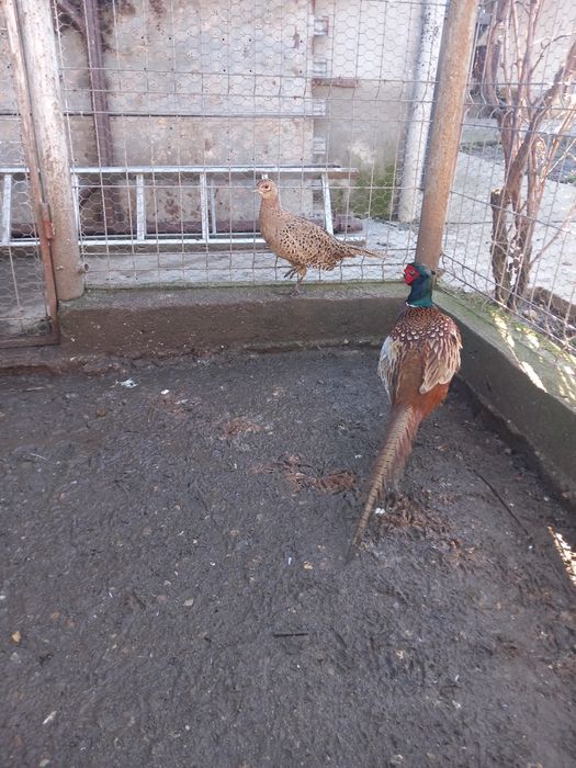 Vând fazani maturi.