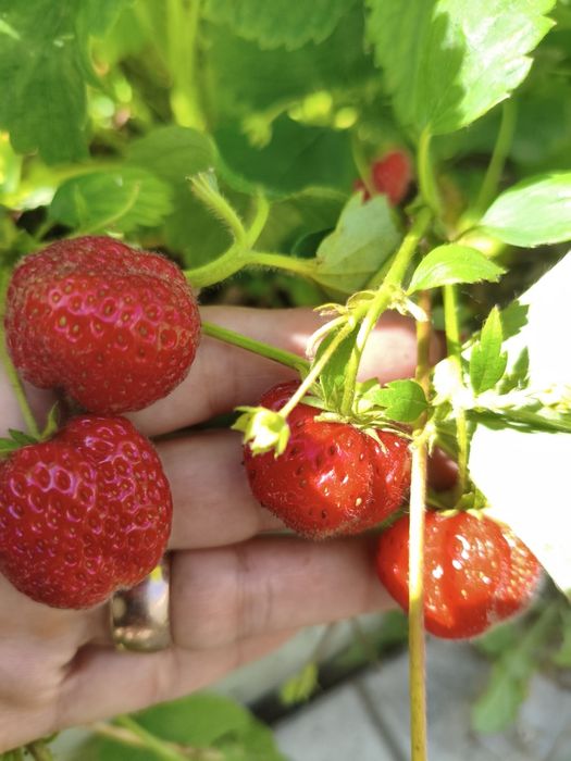 Продам кустики клубники