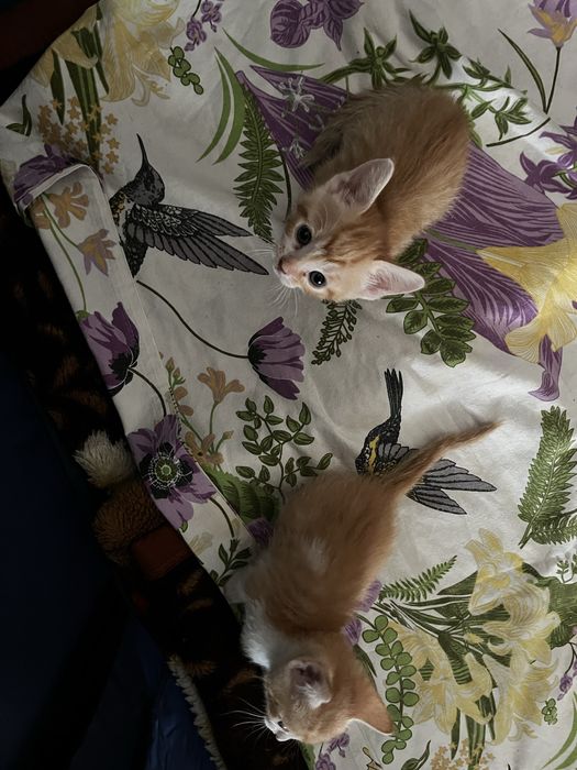 Отдам котят в добрые ручки)