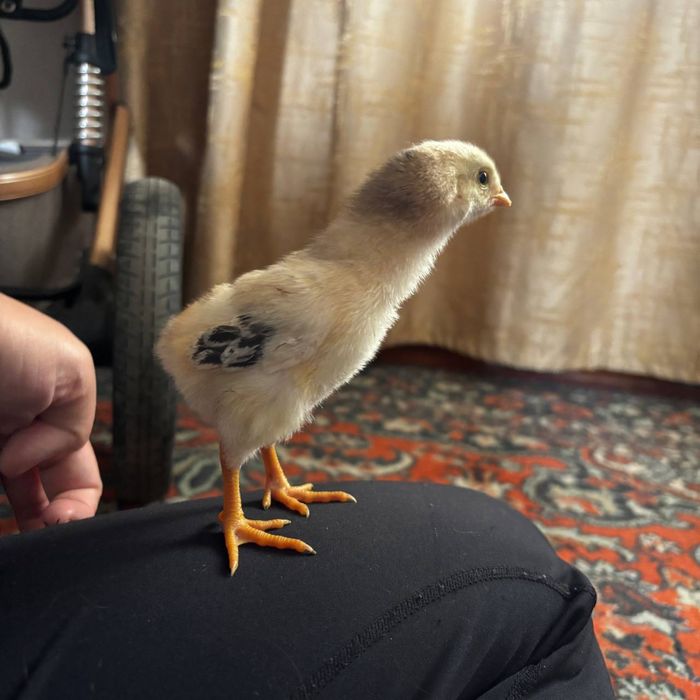 Продам яйцо Дакана