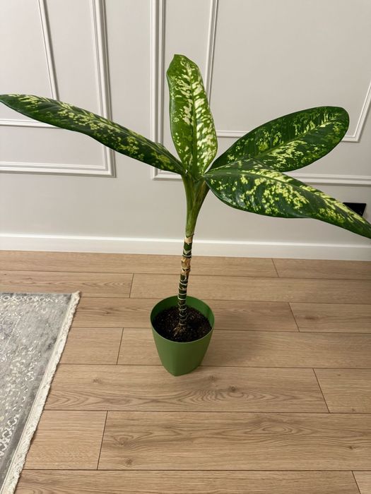 Комнатные растения.