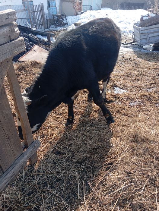 Телята бычки сатылады