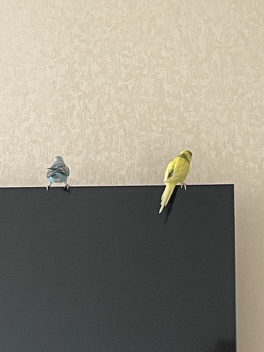 Попугай с золотой клеткой