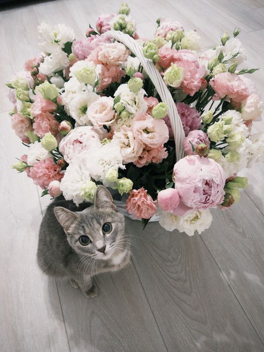 Кошечка в добрые руки