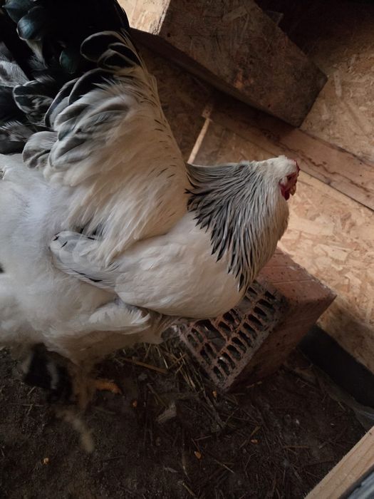 Găini și Cocoși Brahma  150 ,,,250. Lei in funcție de pasăre