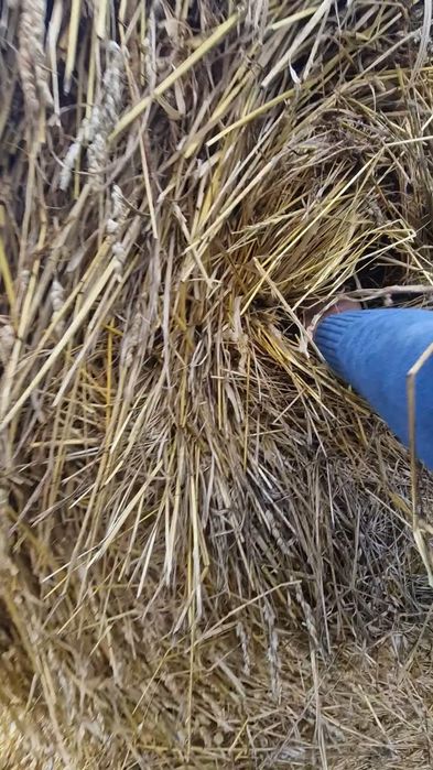 Vând BALOȚI amestec furajer-BOTOȘANI