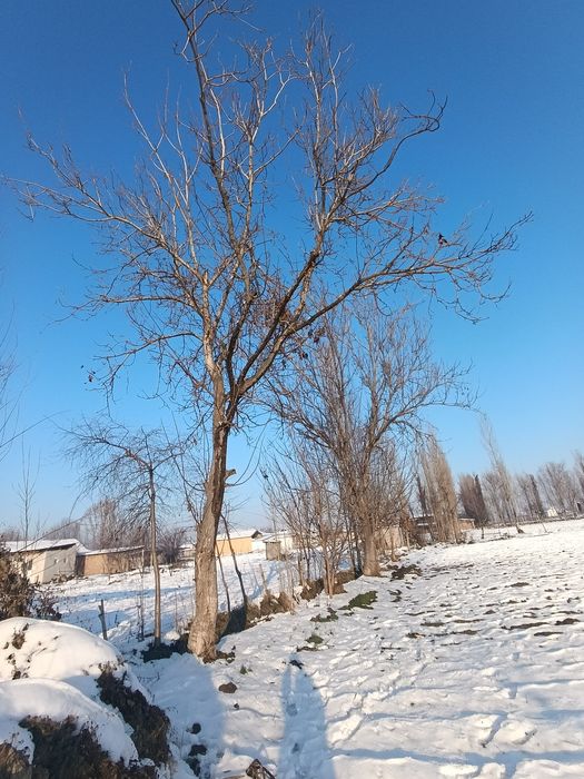 Yongoq darahti 2 dona