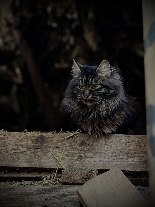 Vand pui de leu in crestere