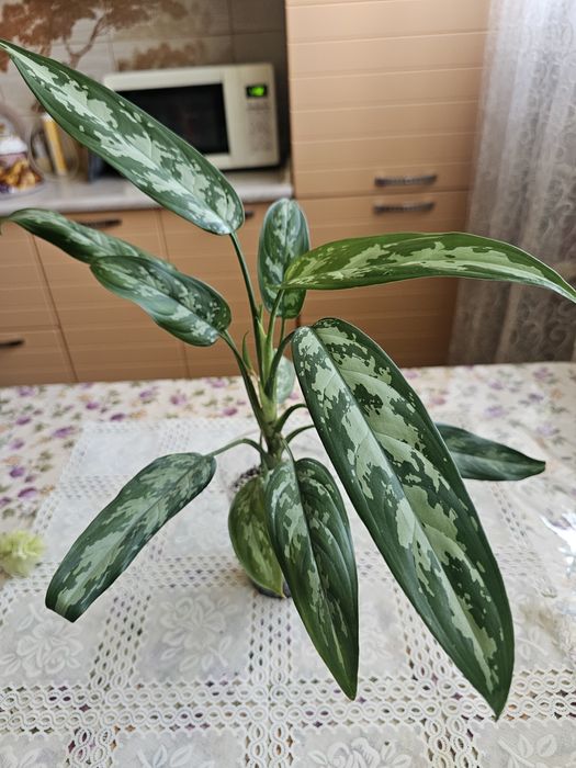 Комнатные  цветы