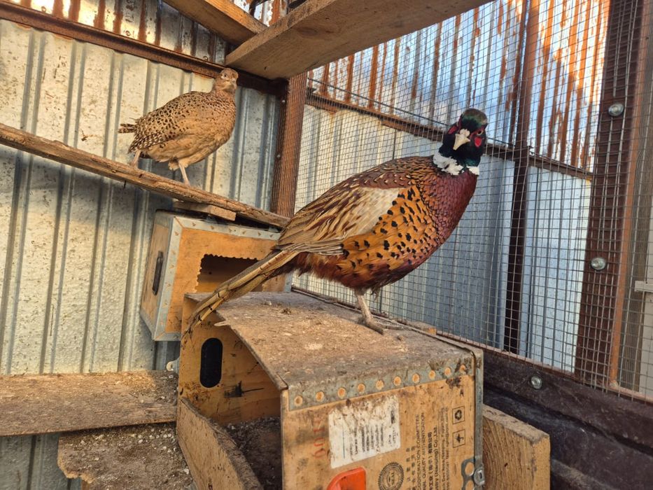 Кыргауыл сатылады 8000тг