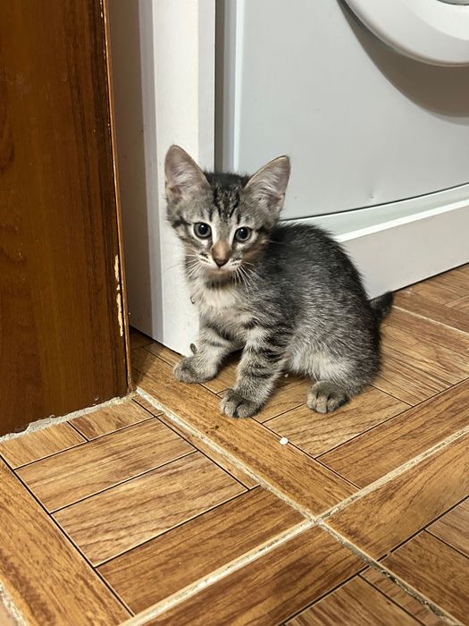 Отдам в добрые руки кошечек