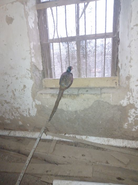 Охотничьи фазаны