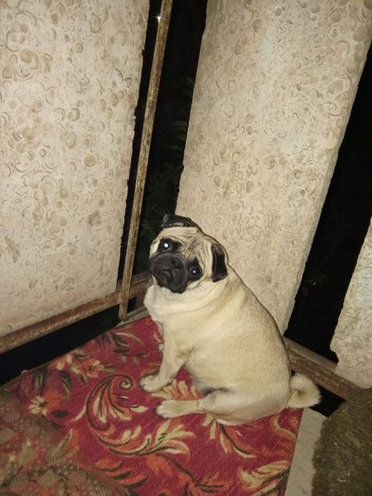 Девочка мопс для случки