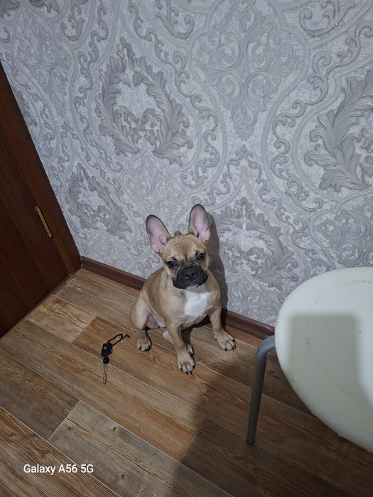 Французский бульдог