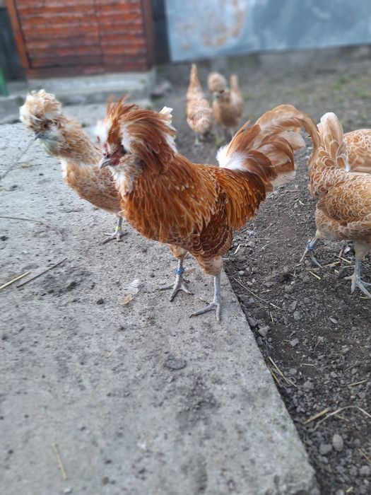 Oua de gaina ptr incubat.