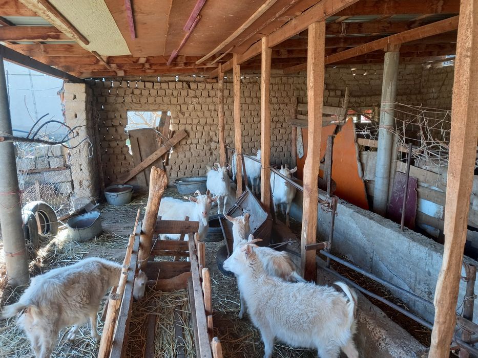 Ешкилер сатылады 8 ешки 5 лак