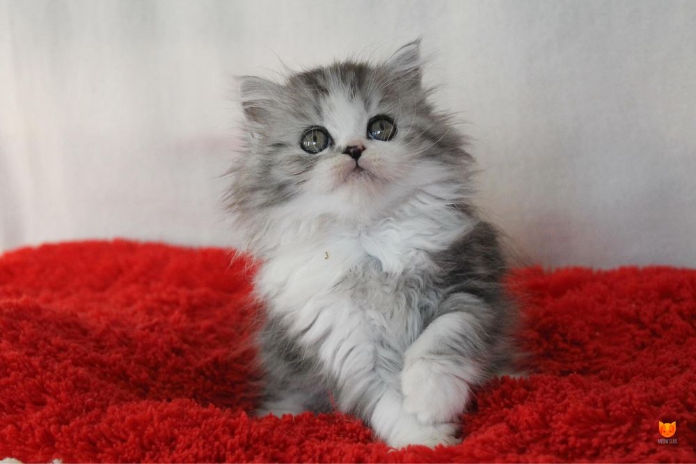 Хайленд страйтлар сотилади