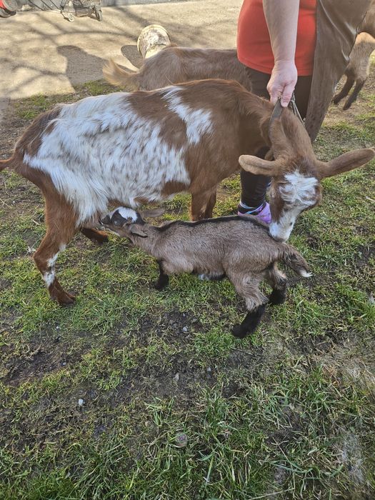 Capre de lapte metis alpina franceza cu saanen
