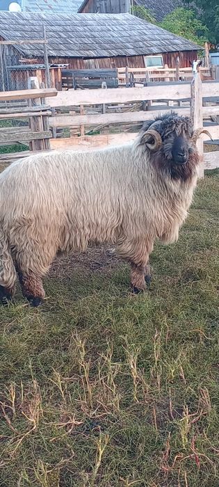 Vând berbec Bucălău vârsta  3 ani ..pret 1600lei negociabil.Tel :07406515789
