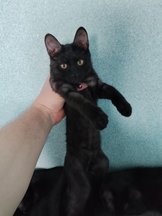 Котята метисы Мейн Кун