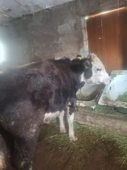 Продается бычок и телка отличные с документами