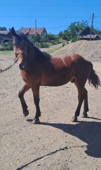 Vând armăsar de 1 an