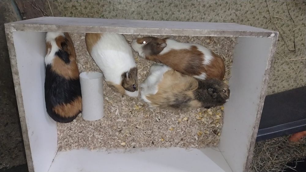 Porcusor de Guineea.  Porcusor de Guineea