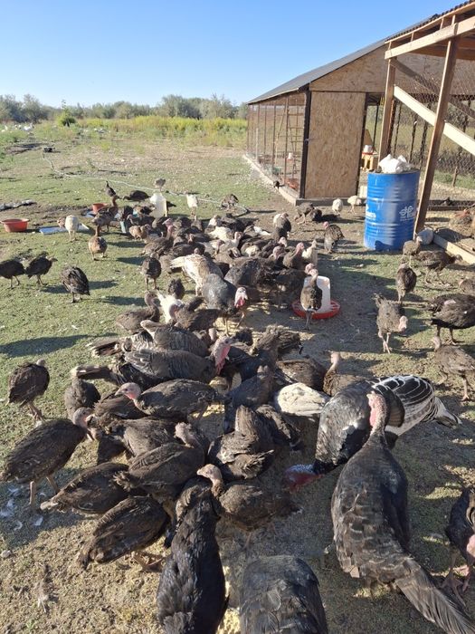 Индюшата  708 бронза 3800тг.