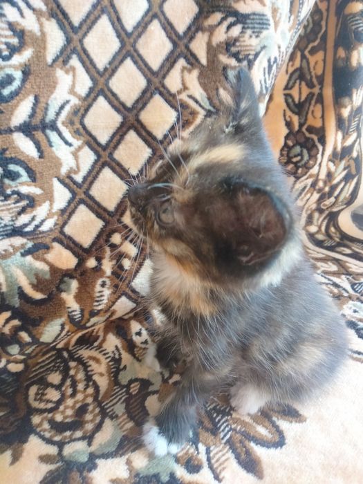 Котята британцы даром