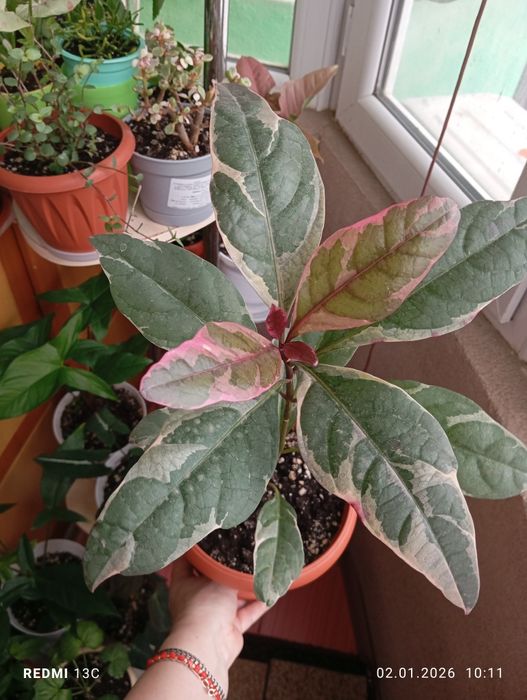 Продам растения цветы