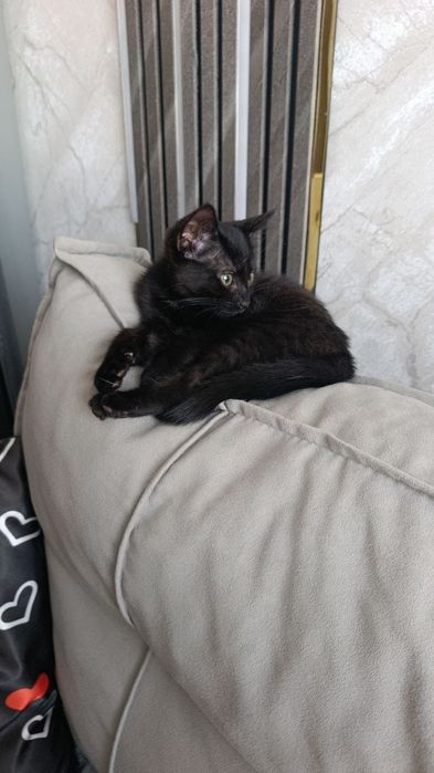Ласковая черная кошка