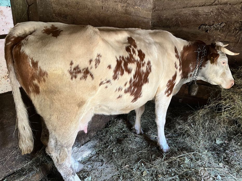 Vând vacă Bălțată Românească